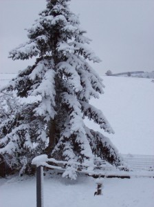 1ière neige  20 -11-2013 003