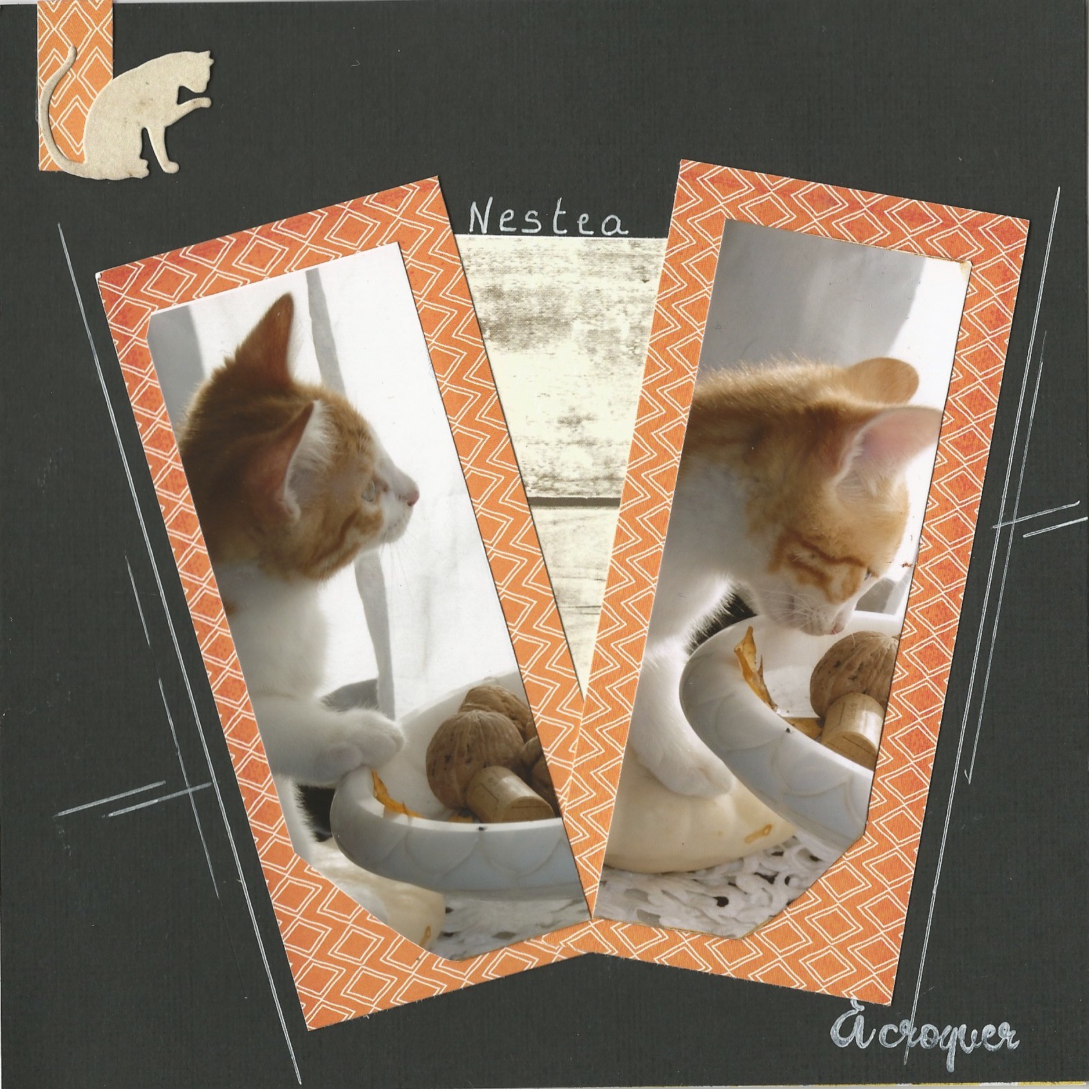 cat-album-7